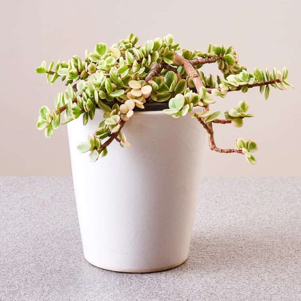 Matte White Planter Pot